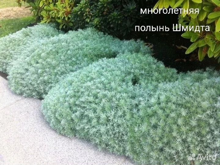 Многолетние садовые цветы