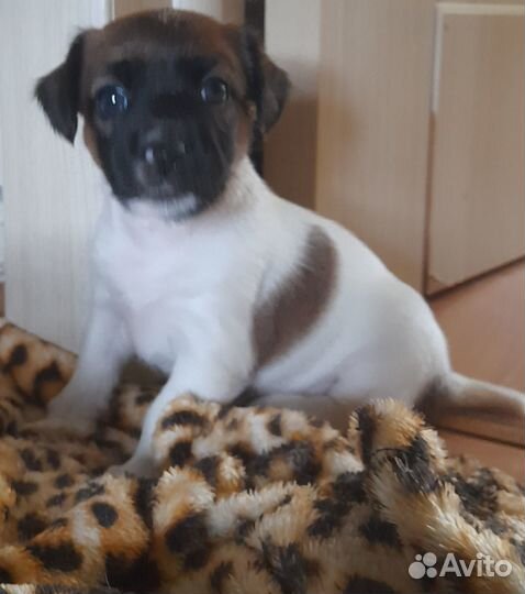 Джек рассел терьер