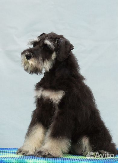 Цвергшнауцер щенки черные с серебром