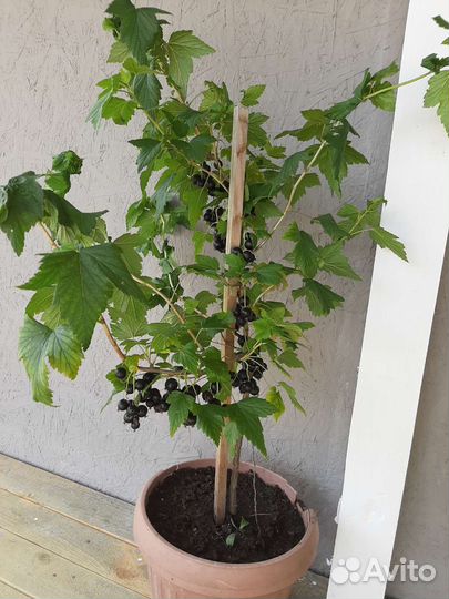 Смородиновое дерево