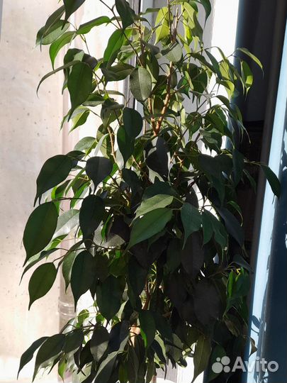 Фикус бенджамина наташа