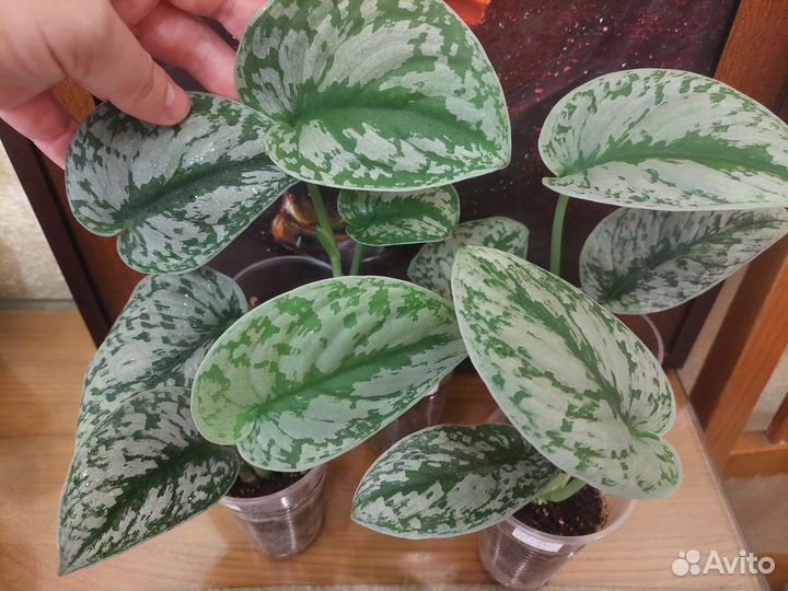 Сциндапсус Pictus Tribi