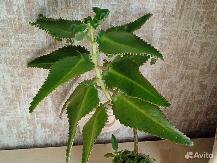 Каланхоэ - хирург