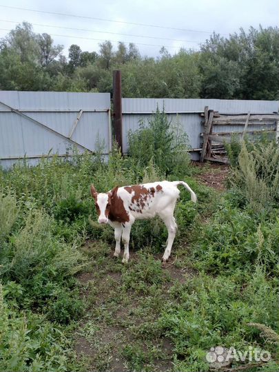 Тёлочка 3 недели