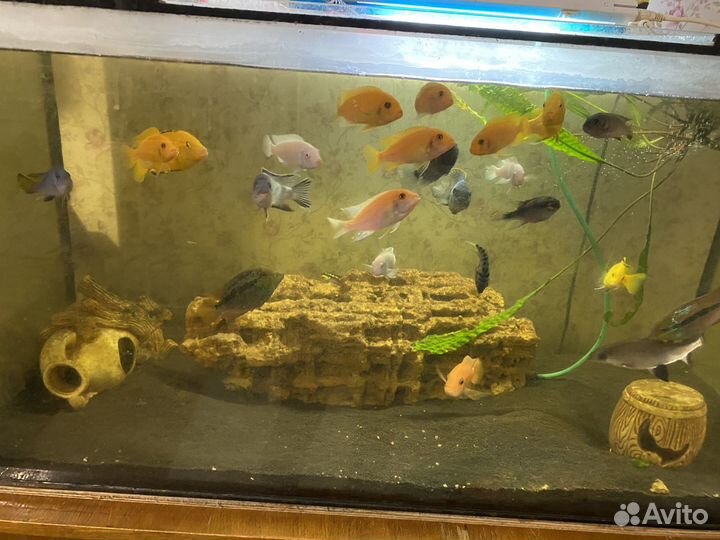 Рыбки цихлиды