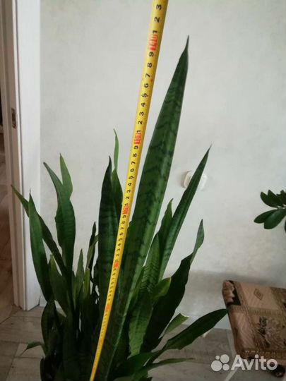 Сансевиерия