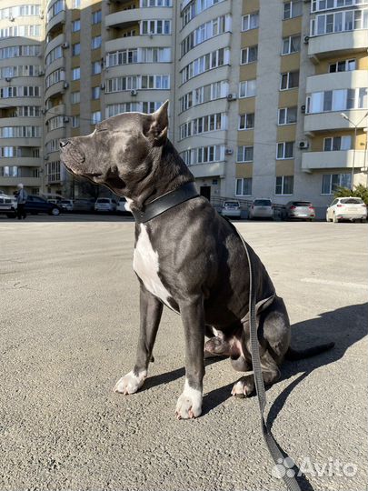 Амстафф вязка