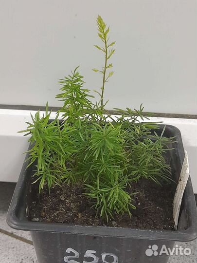 Аспарагус Мейера