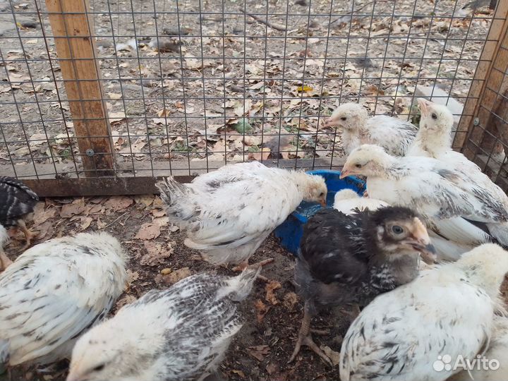 Цыплята подрощенные и молодые петушки