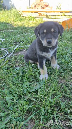 Щенки лабрадора