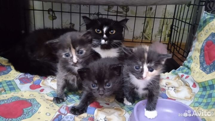 Котята в добрые руки