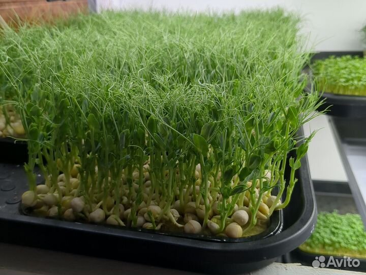 Микрозелень горох
