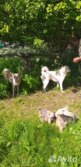 Собаки и щенки