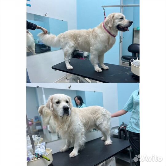 Уход за животными