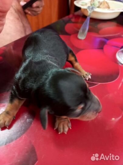 Щенки таксы