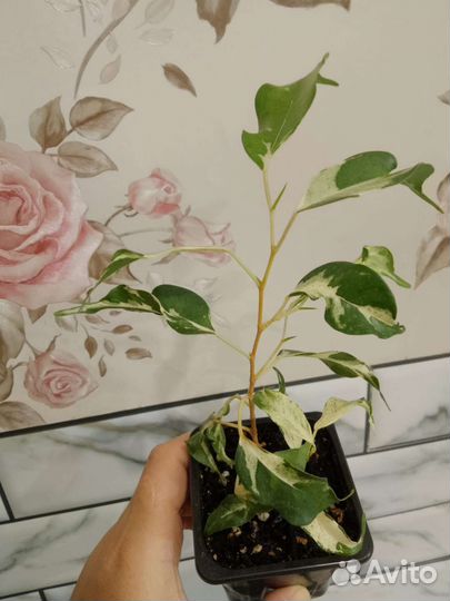 Комнатные растения