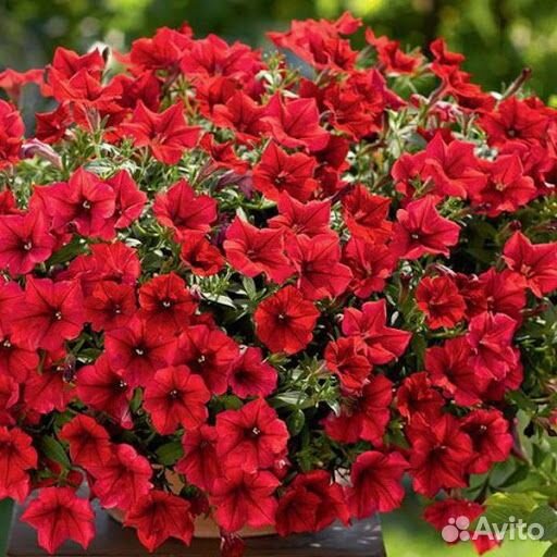 Укорененные черенки ампельная петуния опт