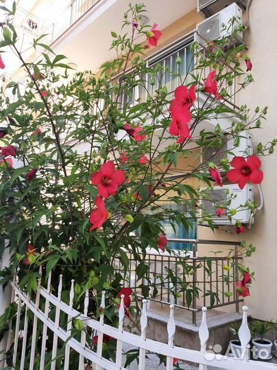 Гибискус травянистый