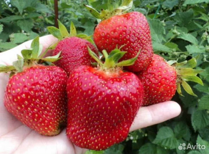 Рассада клубники