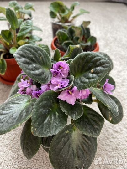 Фиалка в горшках