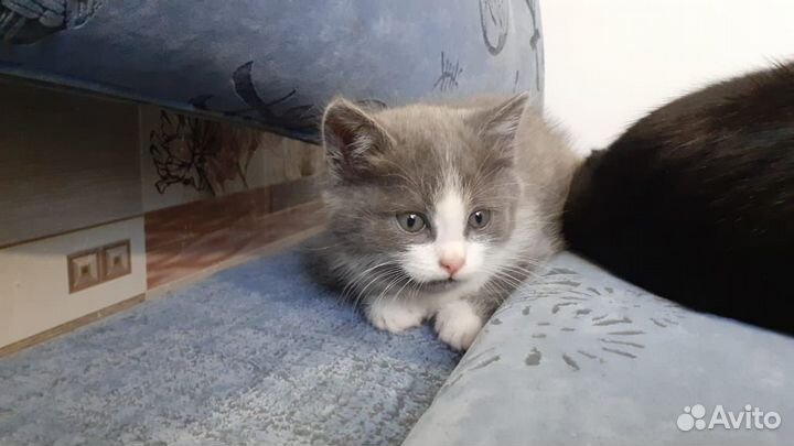 Котенок девочка в добрые руки