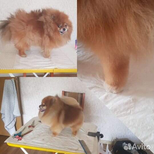 Груминг (стрижка) собак, только с выездом на дом