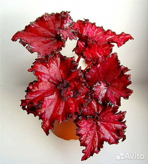 Бегония. Бегония королевская Dollar Down