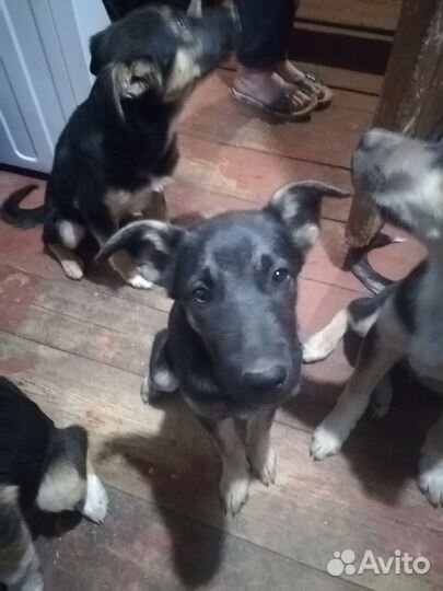 Щенки в добрые руки