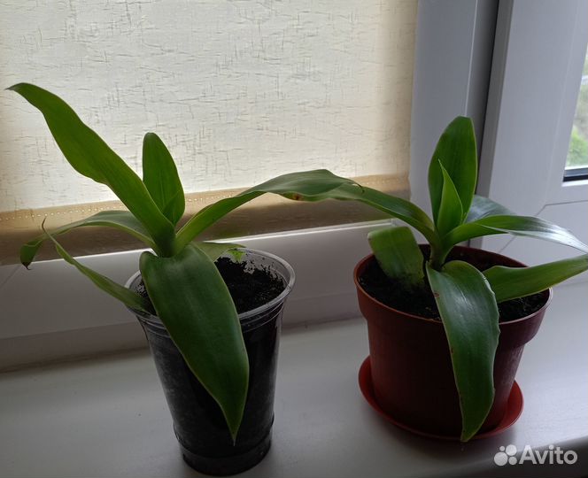 Цветок золотой ус