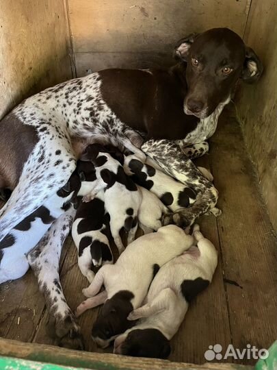 Щенки курцхаара