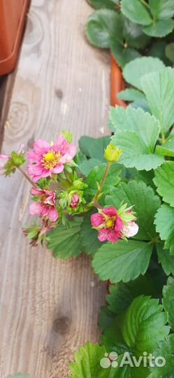 Ампельная Клубника ремонтантная