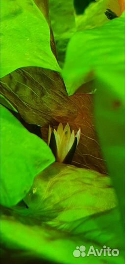 Нимфея рудге