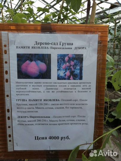 Плодовые деревья