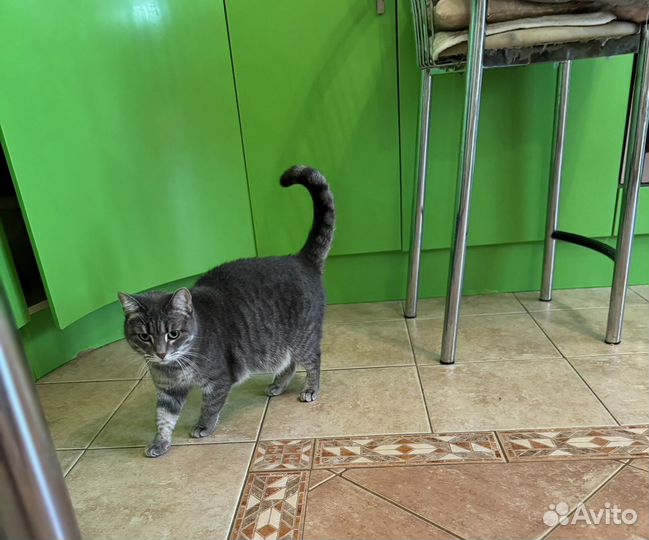 Молодая кошечка в добрые руки