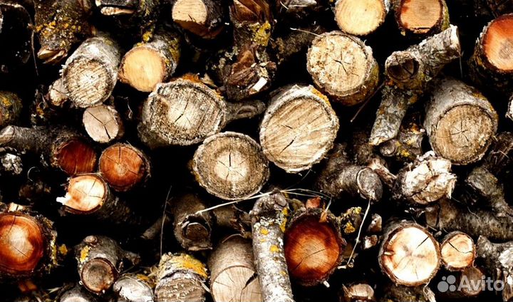 Дрова Береза