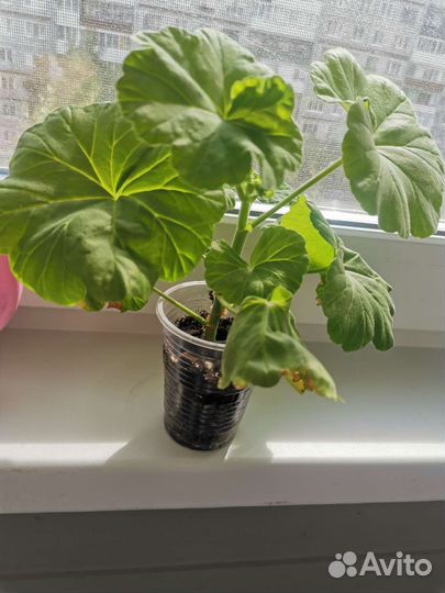 Герань пеларгония