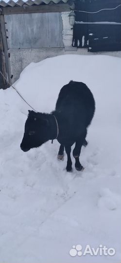 Продается телочка, годовалая