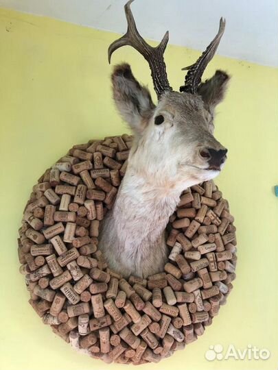 Чучело головы косули
