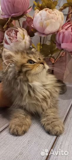 Британские котята хайленд