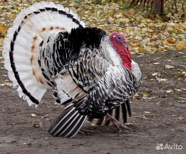 Индюки северокавказские