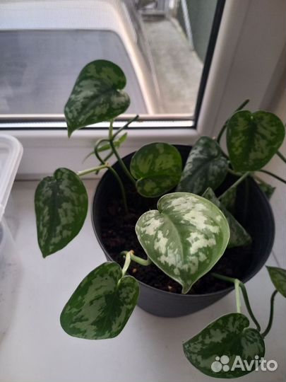 Сингониум,сциндапсус,традесканция