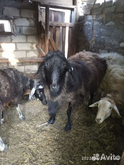 Овцы бараны