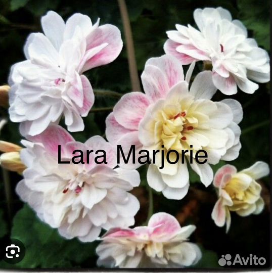 Пеларгония герань сортовая