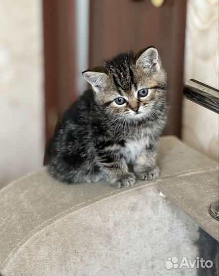 Шотландские котята