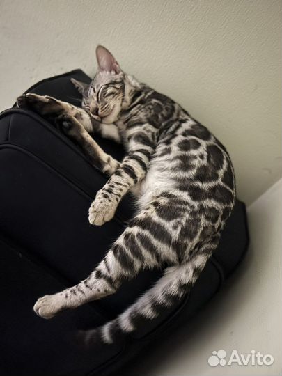 Бенгальский кот. Вязка