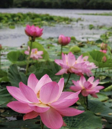 Участок 12 сот. (ИЖС)