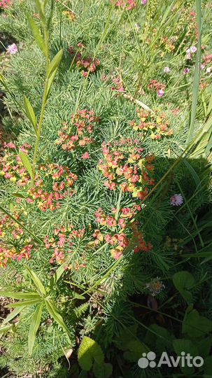 Декоративный мох