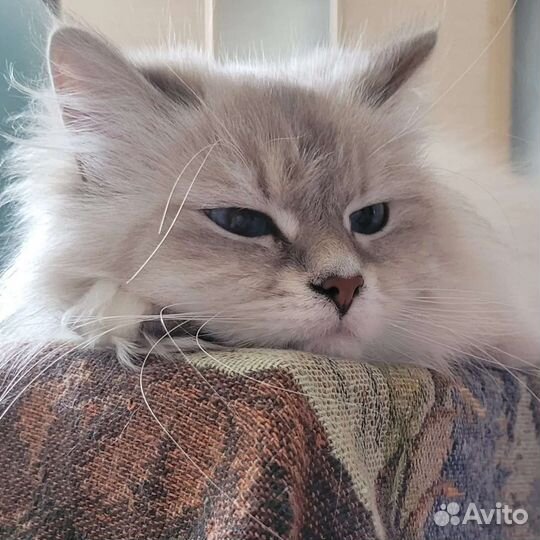 Невская Маскарадная