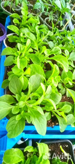 Вегетативная петуния