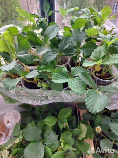 Клубника рассада